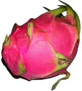 dragon fruit dragon fruit